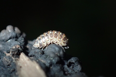Armadillidium pictum