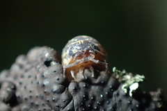 Armadillidium pictum