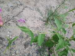 Persicaria pilosa