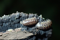 Armadillidium pictum