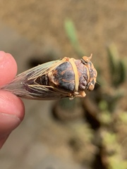 Diceroprocta apache