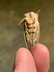 Diceroprocta apache