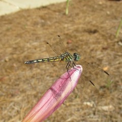 Pachydiplax longipennis