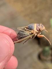Diceroprocta apache