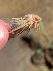 Diceroprocta apache