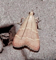 Arta epicoenalis