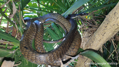 Chironius laevicollis