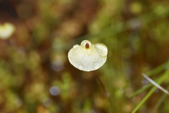 Splachnum luteum