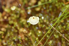 Splachnum luteum