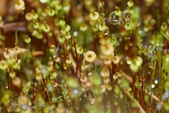 Splachnum luteum