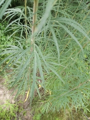 Artemisia laciniata