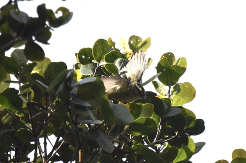 Mountain Leaf Warbler (Phylloscopus trivirgatus), photo 7