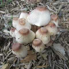 Fungi