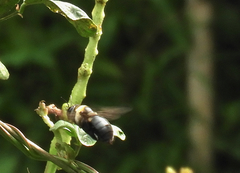 Xylocopa phalothorax