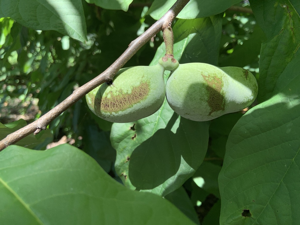 common pawpaw from The Ohio State University, Columbus, OH, US on ...
