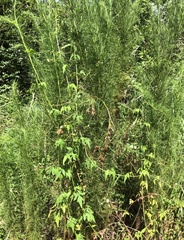 Cardiospermum microcarpum