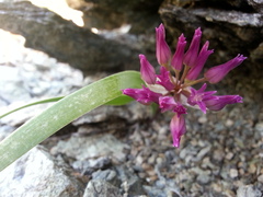 Allium falcifolium