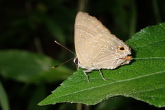 Deudorix epijarbas menesicles