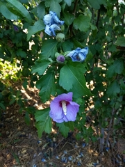 Hibiscus syriacus