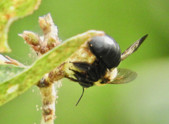 Xylocopa phalothorax