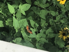 Polygonia interrogationis