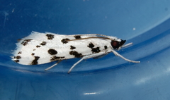 Eustixia pupula
