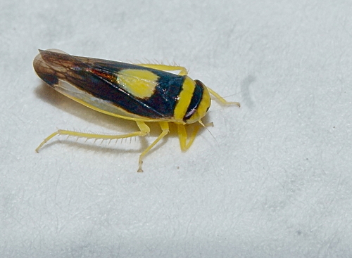 Saddled Leafhopper photo 5