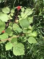 Rubus phoenicolasius