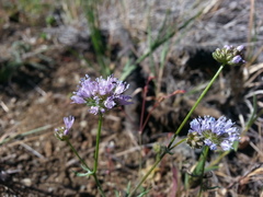 Gilia capitata capitata