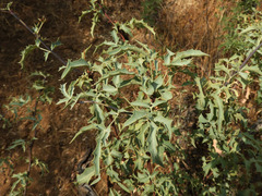 Berberis haematocarpa