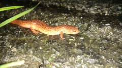 Pseudotriton ruber ruber