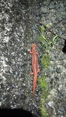 Pseudotriton ruber ruber