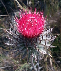 Cirsium occidentale occidentale