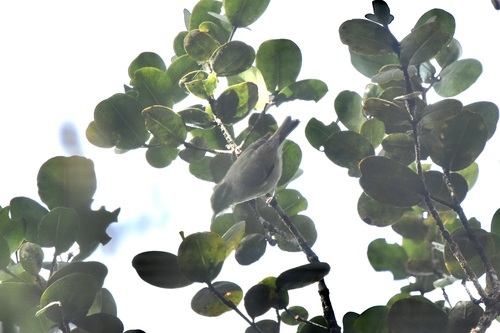 Mountain Leaf Warbler (Phylloscopus trivirgatus), photo 8