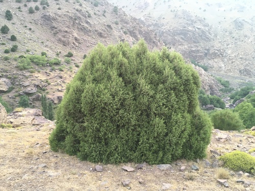 Juniperus thurifera image
