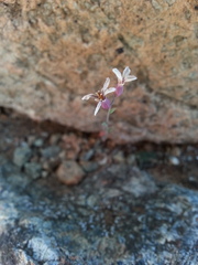 Streptanthus batrachopus