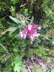 Daphne striata