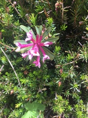 Daphne striata