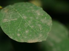 Erysiphe symphoricarpi