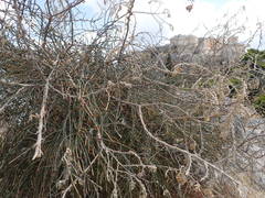Ephedra foeminea