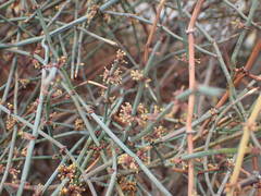 Ephedra foeminea