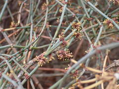 Ephedra foeminea