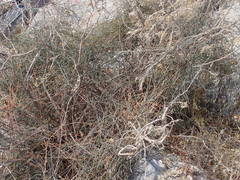 Ephedra foeminea