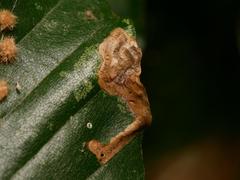 Stigmella hemargyrella