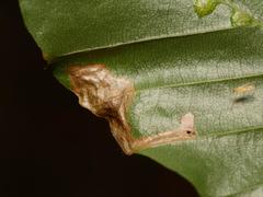 Stigmella hemargyrella
