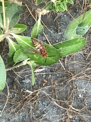 Sphecius