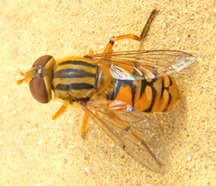 Parhelophilus versicolor