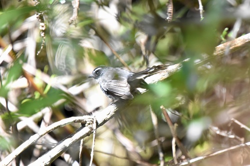 White-throated Fantail (Rhipidura albicollis), photo 10