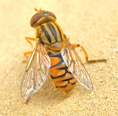 Parhelophilus versicolor
