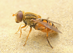 Parhelophilus versicolor